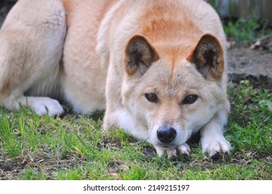 Dingo With Pale Fur Resting Its Head On Its Front Paws