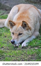 Dingo With Pale Fur Resting Its Head On Its Front Paws