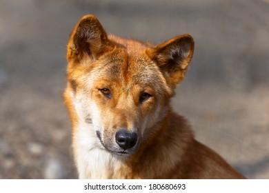 Dingo Portrait