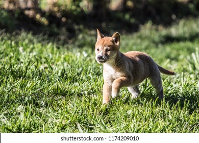 Dingo Pup Running