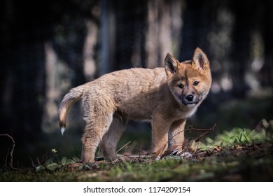 Dingo Pup Standing