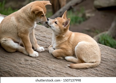 The Dingo Puppies Are Kissing On A Log