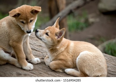 The Dingo Puppies Are Kissing On A Log