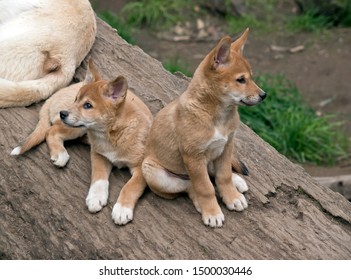 The Dingo Puppies Are Resting On A Log