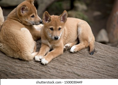The Dingo Puppies Are Resting On A Log