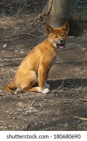 Dingo Puppy