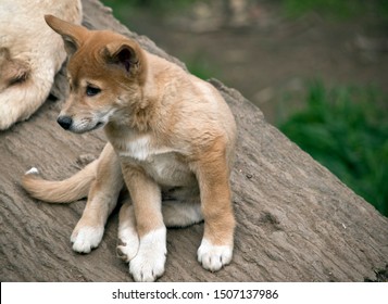 The Dingo Puppy Is Resting On A Log