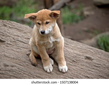 The Dingo Puppy Is Resting On A Log