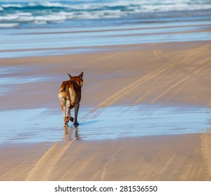 Dingo Running On The Beach. Dingo Is Endangered In Australia