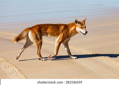 Dingo Running On The Beach. Dingo Is Endangered In Australia