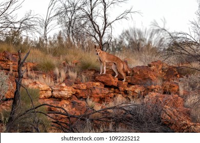 Dingo standing on red rocks in central australia at sunrise. The dingo is waiting for a prey in kings canyon,