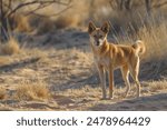 dingo wild dog australia animal in the wild outback bush 