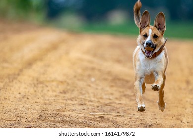 Dingo/dog Running Towards The Camera With A Rock In Its Mouth