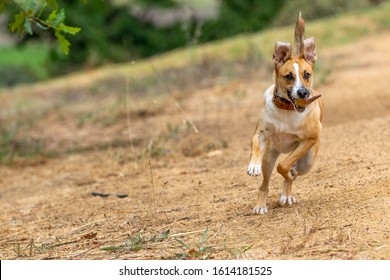 Dingo/mixed Breed Dog Running On A Gravel Road