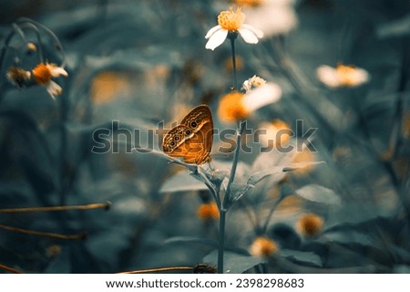Dingy Bushbrown is a species of butterfly found in Southeast Asia.