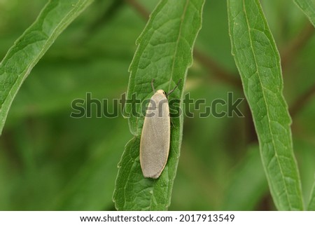 A Dingy Footman Moth, Eilema griseola, resting on a leaf.