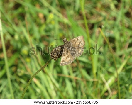 Dingy Skipper butterfly (Erynnis tages). United Kingdom.