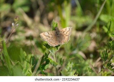 Dingy skipper butterfly on a leaf close up in nature, shiny brown moth - Shutterstock ID 2192234637