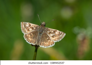 Dingy Skipper butterfly on a seed head - Shutterstock ID 1589452537