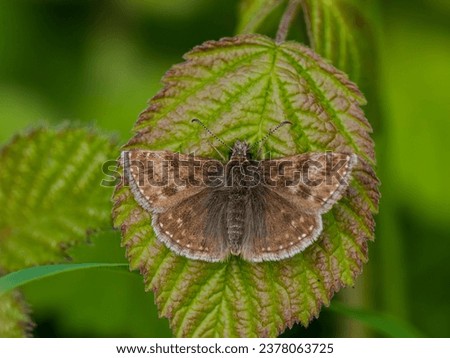 Dingy Skipper Buttterfly Resting Wing Open