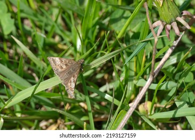 Dingy skipper close up on a blade of grass in the wild - Shutterstock ID 2193127159