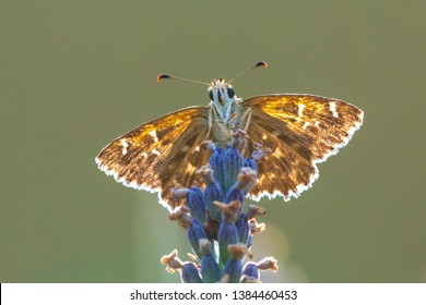 Dingy skipper Erynnis tages butterfly pollinating in purple blooming lavender flowers. - Shutterstock ID 1384460453
