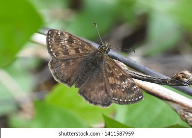 Dingy skipper Erynnis tages butterfly. Little black butterfly in grass - Shutterstock ID 1411587959