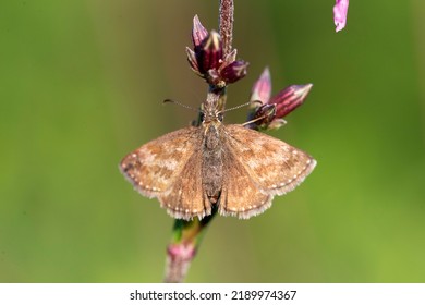 Dingy Skipper (Erynnis tages) is a butterfly of the Hesperiidae family. Dingy Skipper Butterfly (Erynnis tages) looking downwards and resting on a purple flower with great light. - Shutterstock ID 2189974367