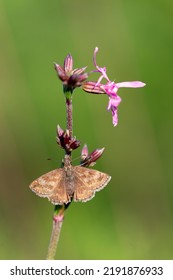 Dingy Skipper (Erynnis tages) is a butterfly of the Hesperiidae family. Dingy Skipper Butterfly (Erynnis tages) looking downwards and resting on a purple flower with great light. - Shutterstock ID 2191876933