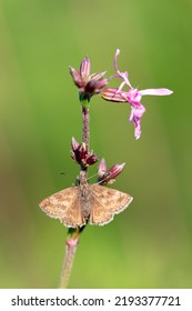 Dingy Skipper (Erynnis tages) is a butterfly of the Hesperiidae family. Dingy Skipper Butterfly (Erynnis tages) looking downwards and resting on a purple flower with great light. - Shutterstock ID 2193377721