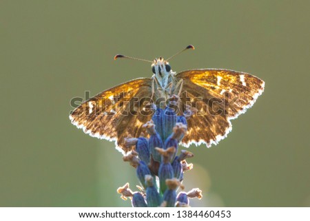 Dingy skipper Erynnis tages butterfly pollinating in purple blooming lavender flowers.