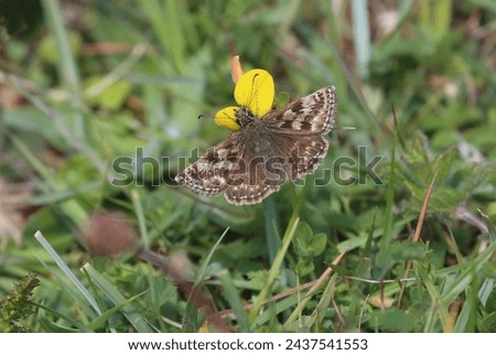 Dingy Skipper (Erynnis tages) female