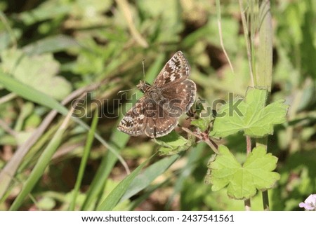 Dingy Skipper (Erynnis tages) male