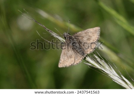 Dingy Skipper (Erynnis tages) with worn wings which is why the name 'Dingy' originated