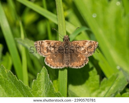 Dingy Skipper with Wings Open