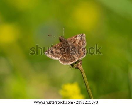 Dingy Skipper with Wings Open