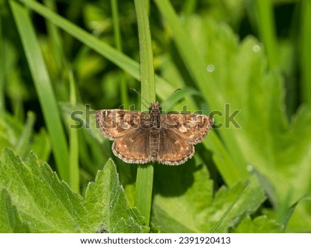 Dingy Skipper with Wings Open