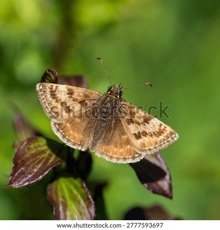A Dingy Skipper. Wings Open.