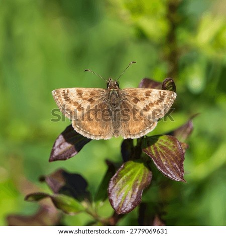 A Dingy Skipper. Wings Open.