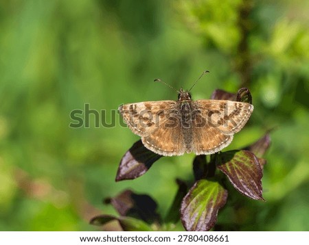 A Dingy Skipper. Wings Open.