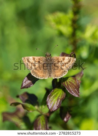 A Dingy Skipper. Wings Open.