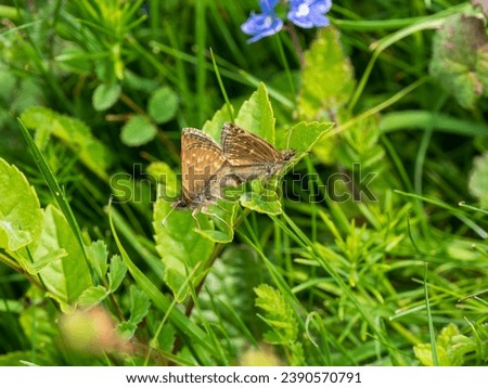 Dingy Skippers mating on a Leaf