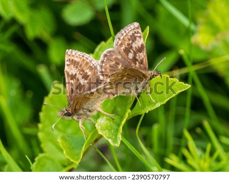 Dingy Skippers mating on a Leaf