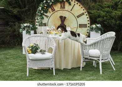 Dining Table For Two On The Lawn. Cat Jumping On The Table