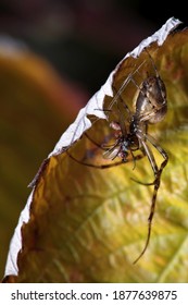 
The Dinner Of The Hidden Spider