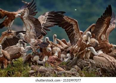 Dinner party, carcass food with vultrure fight in nature. Griffon Vulture, Gyps fulvus, big bird on rocky mountain, habitat, Madzarovo, Bulgaria, Eastern Rhodopes. Wildlife Balkan. Animal behavior.