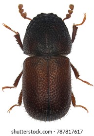Dinoderus Brevis Is A Species Of Wood-boring Beetle From Family Bostrichidae Commonly Called Auger Beetles, False Powderpost Beetles, Or Horned Powderpost Beetles. Isolated On A White Background