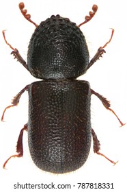 Dinoderus Japonicus Is A Species Of Wood-boring Beetle From Family Bostrichidae Commonly Called Auger Beetles, False Powderpost Beetles, Or Horned Powderpost Beetles. Isolated On A White Background
