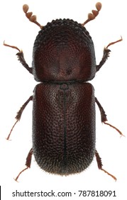 Dinoderus Ocellaris Is A Species Of Wood-boring Beetle From Family Bostrichidae Commonly Called Auger Beetles, False Powderpost Beetles, Or Horned Powderpost Beetles. Isolated On A White Background