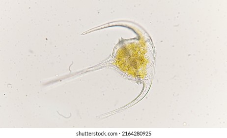 Dinoflagellates Called Ceratium Declinatum Collected Jakarta Stock ...